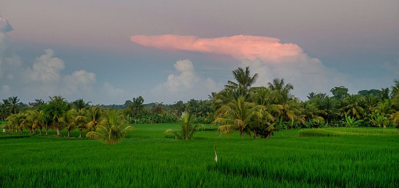 Rose cloud above a rice field by Ellis Peeters