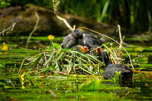 Fokkenden bij het nest – kuikens in het groen van de vijver