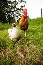 Chickens and Rooster in the wild by Roland de Zeeuw fotografie thumbnail