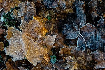 Feuilles d'érable en hiver sur Dieter Walther