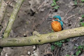 IJsvogel in Amsterdams parkje van Peter Bartelings