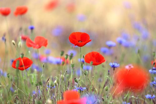 Poppy and cornflower field