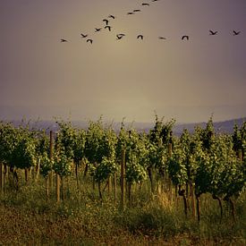 Vogels vliegen over wijngaarden in de schemering van Catalina Morales Gonzalez