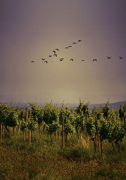 Vogels vliegen over wijngaarden in de schemering van Catalina Morales Gonzalez