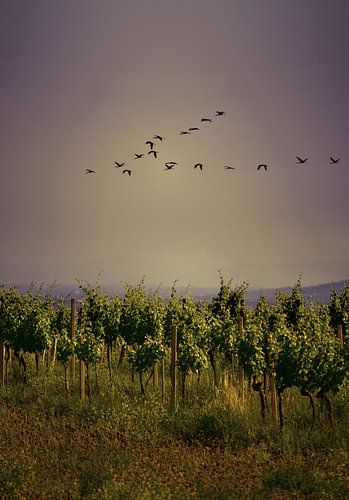 Birds fly over vineyards at dusk