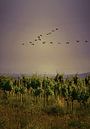 Birds fly over vineyards at dusk by Catalina Morales Gonzalez thumbnail