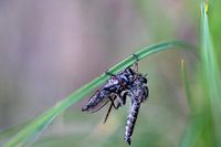 Gewöhnliche Raubfliege, Kannibalismus?