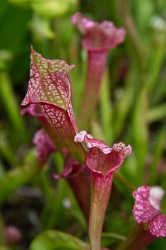 Trumpet pitcher plant, Sarracenia.  carnivorous plants  sur Tessa Louwerens
