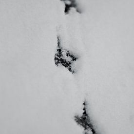 Tracing van Simon Claassen