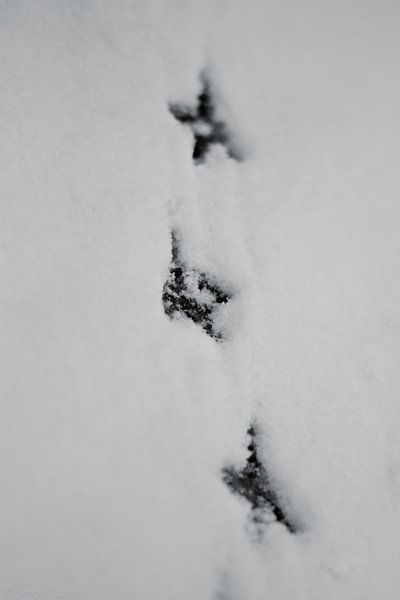 Tracing by Simon Claassen