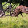 lutte contre le cerf élaphe sur Andy van der Steen - Fotografie