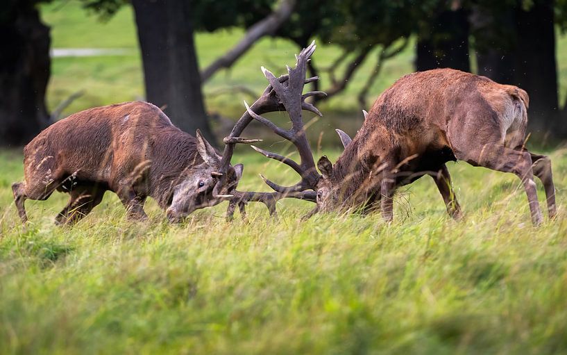 fighting red deer by Andy van der Steen - Fotografie