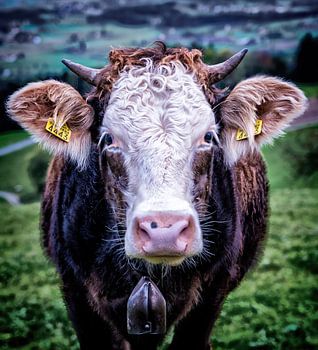 Eine Schweizer Kuh auf der Wiese in der Nähe des Pfannenstiels bei Zürich.
