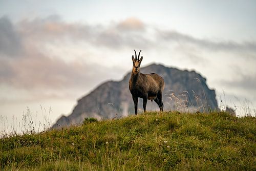 Gemzen voor de Allgäuer Alpen