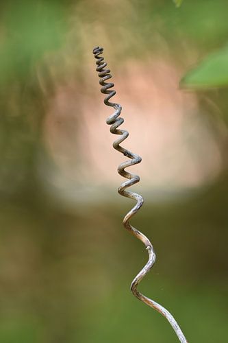 Akebia klimrank (akebia wokkel)