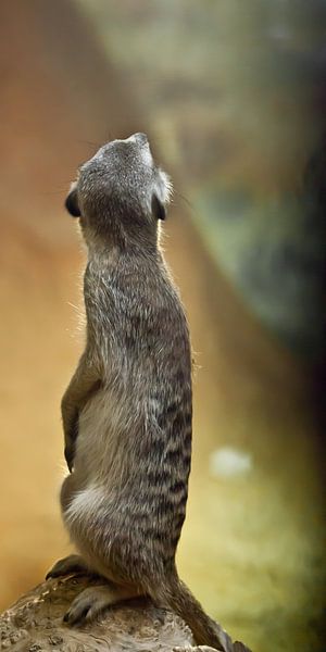 Attentive cute meerkat worth column and looks over his shoulder. Watchful meerkat on a yellow-orange by Michael Semenov