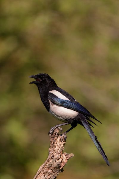 Magpie (Pica pica) by Dirk Rüter