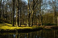 Forest in early spring