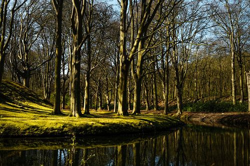 Bos in het vroege voorjaar