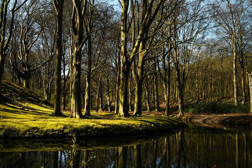 Forest in early spring by Boudewijn Vermeulen