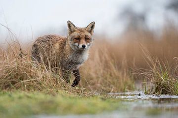 Red Fox ( Vulpes vulpes ) at the edge of a body of water, hunting in marshland van wunderbare Erde