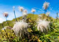 Alpenanemone