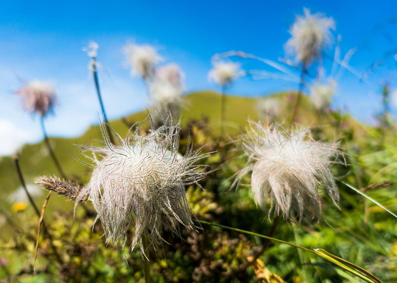 Alpenanemone von Marcel Westhoff