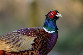 couleur ! faisan en gros plan