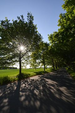 Sonnenstrahlen durch Baum, Deutsche Alleenstraße auf Rügen