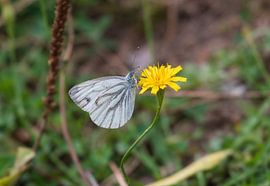 Veined white (butterfly) by Merijn Loch