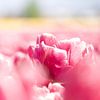 Roze tulp in het bollenveld van Judith van Wijk