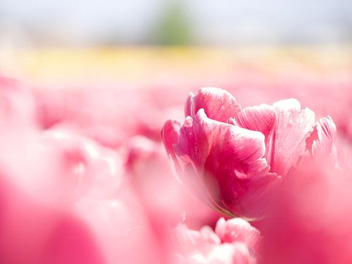 Pink tulip in the bulb field