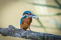 IJsvogel met vis