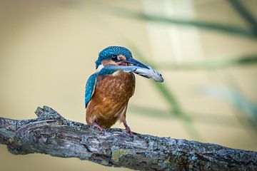 Kingfisher by Joop Lassooij