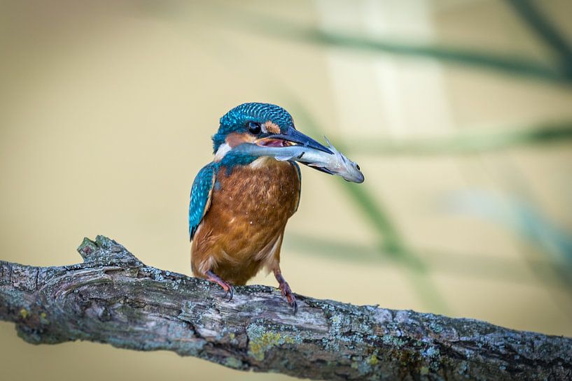 IJsvogel met vis van Joop Lassooij