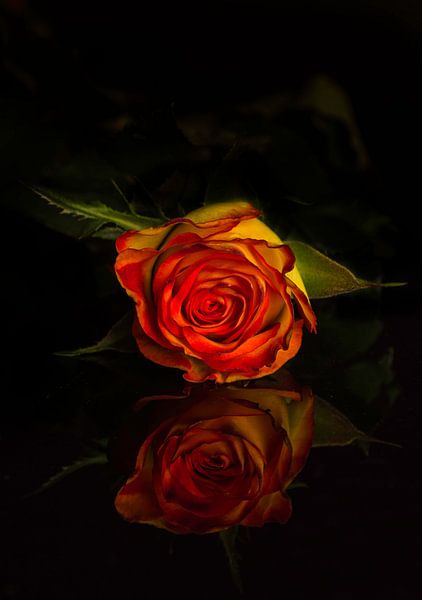 Red rose by Kaatje Fotografie