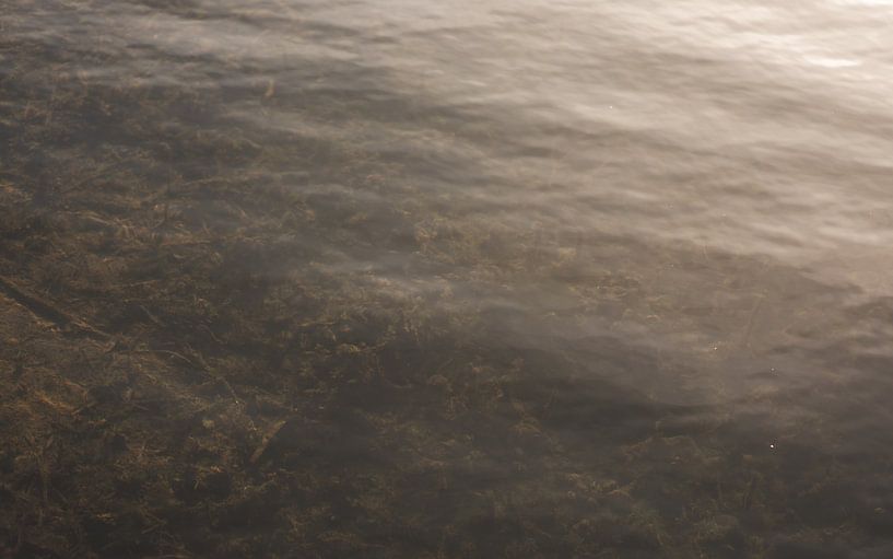 Plante aquatique par Petrina Derksen