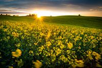Wind im Rapsfeld