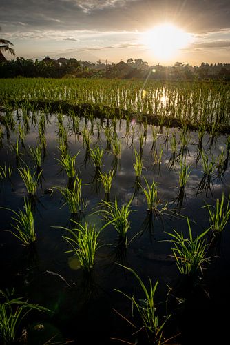 Neuer Reis in Ubud