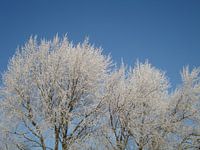 arbres blancs