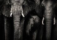 Familie der Elefanten von Bert Hooijer Miniaturansicht