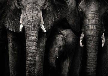 Familie der Elefanten von Bert Hooijer