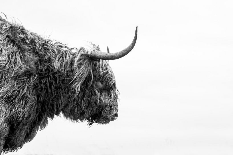 Highlander écossais par Ronald van der Zon
