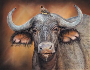 Buffel in gezelschap van Michelle Coppiens