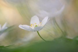 Wood anemone: enchanting spring flower by Moetwil en van Dijk - Fotografie