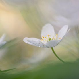 Magical Spring van Moetwil en van Dijk - Fotografie