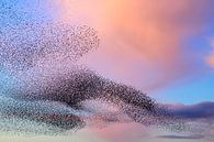Spreeuwenwolk in de lucht tijdens zonsondergang van Sjoerd van der Wal Fotografie thumbnail