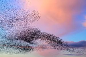 Starling murmuration in the sky during sunset