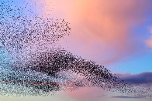 Murmure d'étourneaux dans le ciel au coucher du soleil