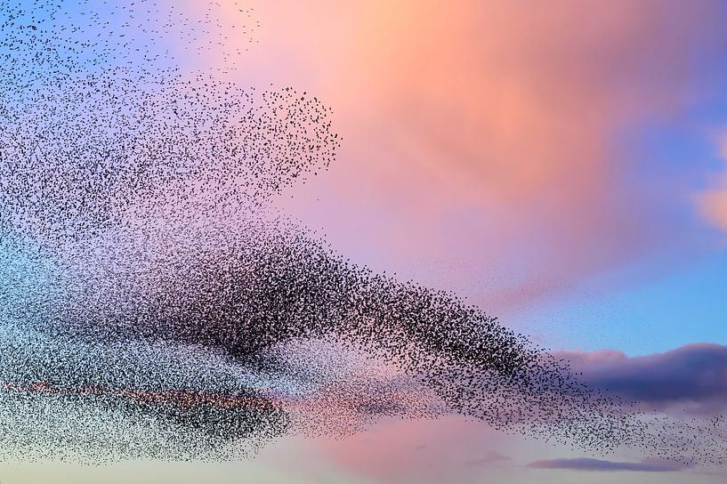 Spreeuwenwolk in de lucht tijdens zonsondergang van Sjoerd van der Wal Fotografie
